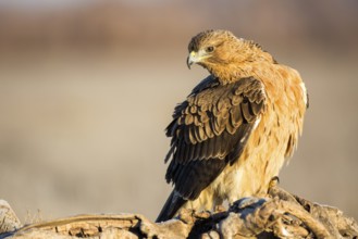 Bonelli's Eagle (Aquila fasciata) juvenile, Castile-La Mancha, Spain
