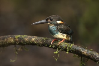 Blue-banded Kingfisher (Alcedo euryzona) male perched on a branch, Selangor, Malaysia
