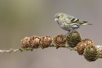 Eurasian Siskin (Spinus spinus) female perched on a branch, Poland