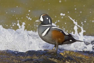 Harlequin Duck (Histrionicus histrionicus) male, British Columbia, Canada