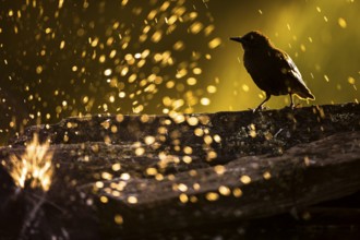 Spotless Starling (Sturnus unicolor), Extremadura, Spain