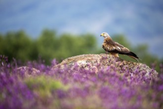 Red Kite (Milvus milvus) perched on a rock amongst flowers, Madrid, Spain