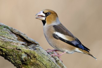 Hawfinch (Coccothraustes coccothraustes), Saxony-Anhalt, Germany