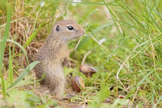 A young European ground squirrel (Spermophilus citellus) or European souslik stands in a meadow