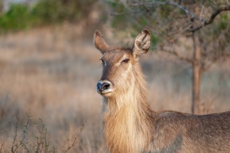 Elliptic waterbuck (Kobus ellipsipiprymnus), portrait female waterbuck, Kruger National Park, South