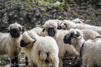 Valais Blacknose sheep (Ovis gmelini aries), group, high alpine mountain valley, Obere Senner
