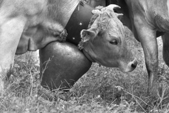 Cow in a meadow with a decorative bell for the cattle drive, cattle seperation, gabled house, Bad