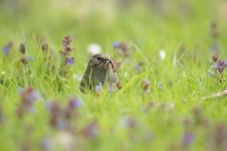Dunnock or Hedge sparrow (Prunella modularis) adult bird collecting a worm in its beak in
