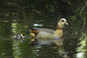 A Nile Goose (Alopochen aegyptiaca) swims comfortably with a chick on a pond in the forest, animal