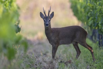 Roebuck in the vineyard in summer, Wittlich, Rhineland-Palatinate, Germany