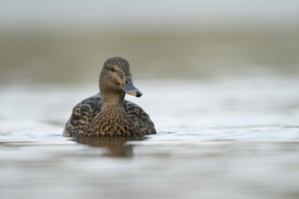 Mallard (Anas platyrhynchos), female wild duck, common, widespread, swims directly towards the
