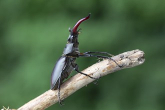 Detailed close-up of a stag beetle (Lucanus cervus) in its natural habitat