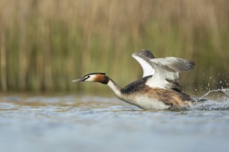 Territorial behaviour... Great Crested Grebe (Podiceps Scalloped ribbonfish) sprints, runs across