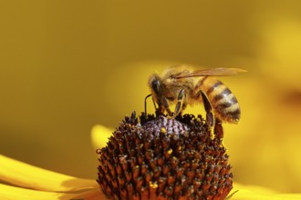 European honey bee (Apis mellifera), collecting nectar from a yellow coneflower (Echinacea