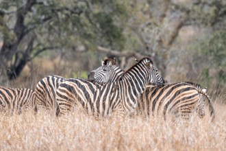 Steppe zebra (Equus quagga), adult, in dry tall grass, cuddling, Kruger National Park, South Africa