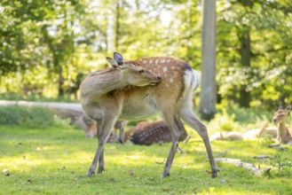 Sika deer (Cervus nippon) standing on a meadow, Bavaria, Germany