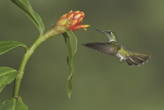 White-bellied Mountain Gem (Lampornis hemileucus), Costa Rica