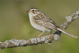 Clay-colored Sparrow (Spizella pallida), Manitoba, Canada