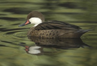 White-cheeked Pintail (Anas bahamensis), British Columbia, Canada