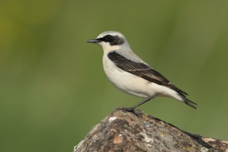 Northern Wheatear (Oenanthe oenanthe) male