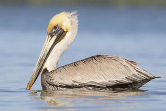 Brown Pelican (Pelecanus occidentalis), Florida, USA
