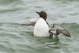 Common Murre (Uria aalge) feeding in the ocean near Nome, Alaska