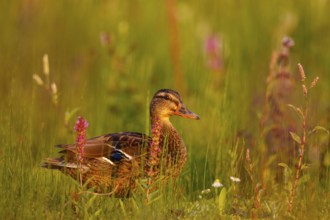 Mallard (Anas platyrhynchos) female, North Rhine-Westphalia, Germany