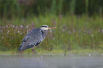 Grey Heron (Ardea cinerea), North Rhine-Westphalia, Germany