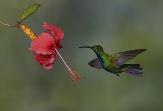 Green-breasted Mango (Anthracothorax prevostii) - at Laguna Lagarto Lodge near Boca Tapada, Costa