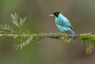 Male Green Honeycreeper (Chlorophanes spiza) - at Laguna Lagarto Lodge near Boca Tapada, Costa Rica