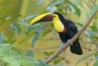 Black-manabilled Toucan (Ramphastos ambiguus) - at Laguna Lagarto Lodge near Boca Tapada, Costa