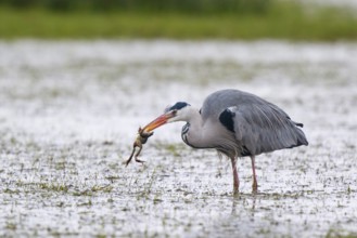 Grey Heron (Ardea cinerea) eating frog, North Rhine-Westphalia, Germany