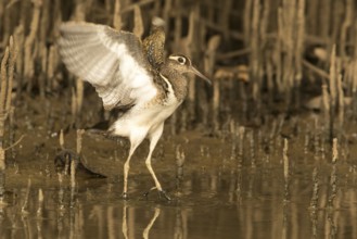 Greater Painted-snipe (Rostratula benghalensis), Gambia