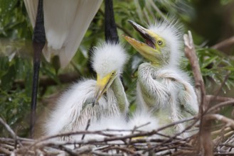 Great Egret (Ardea alba) juvenile, Florida, USA
