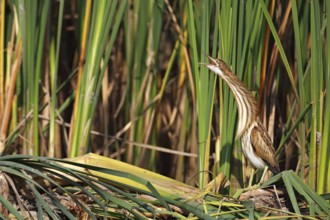 Little Bittern (Ixobrychus minutus) regurgitating juvenile, Saxony-Anhalt, Germany