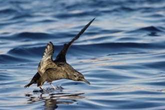 Sooty Shearwater (Ardenna grisea) flying, Eilat, Israel