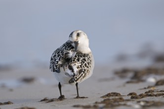 Sanderling (Calidris alba), Sanderling, diesjaehriger Jungvogel im Schlichtkleid, putzt sich, am