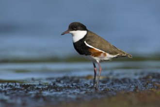 Red-kneed Dotterel (Erythrogonys cinctus) foraging, Victoria, Australia