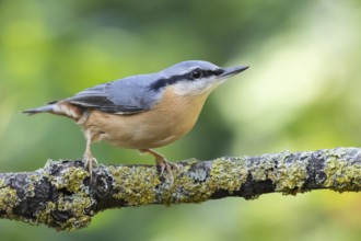 Eurasian Nuthatch (Sitta europaea), Lower Saxony, Germany