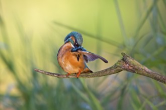 Common Kingfisher (Alcedo atthis) male preening, Saxony-Anhalt, Germany