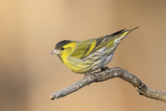 Eurasian Siskin (Spinus spinus) male perched on a branch, Carinthia, Austria