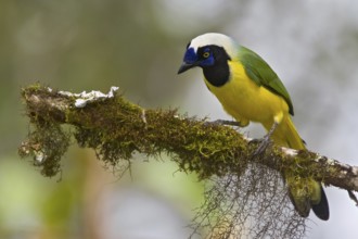 Inca Jay (Cyanocorax yncas), Ecuador