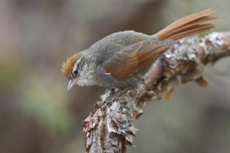 Baron's Spinetail (Cranioleuca baroni), Central Highlands, Peru