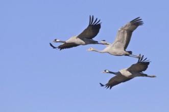 Common Crane (Grus grus) flying, Lower Saxony, Germany