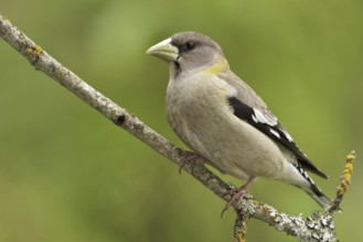 Evening Grosbeak (Hesperiphona vespertina) female, British Columbia, Canada