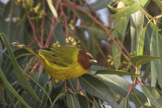 Mangrove Warbler (Setophaga petechia bryanti) male, California, USA