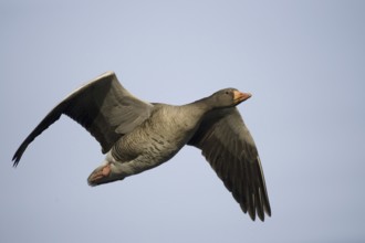 Greylag Goose (Anser anser) flying, Texel, Netherlands