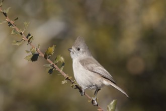 Oak Titmouse (Baeolophus inornatus), California, USA