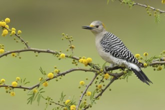 Golden-fronted Woodpecker (Melanerpes aurifrons), Texas, USA