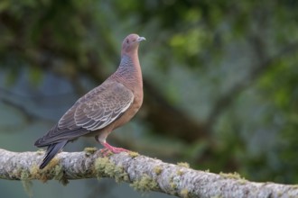 Picazuro Pigeon (Patagioenas picazuro) perched on a branch in the Atlantic rainforest of southeast